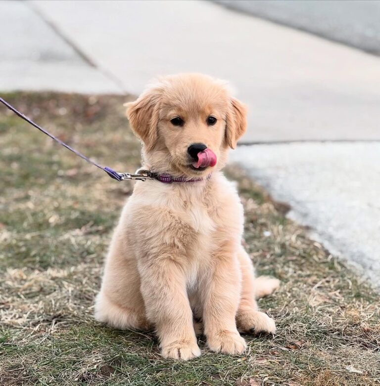 Tater, a 9-week-old male Golden Retriever puppy